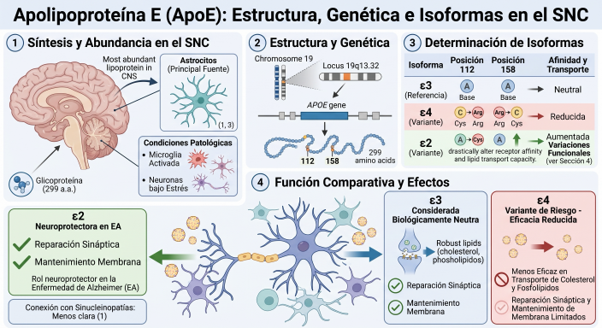 ApoE-glicoproteina