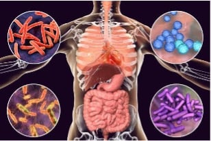 Microbiota