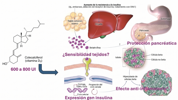 vitamina-D-y-diabetes