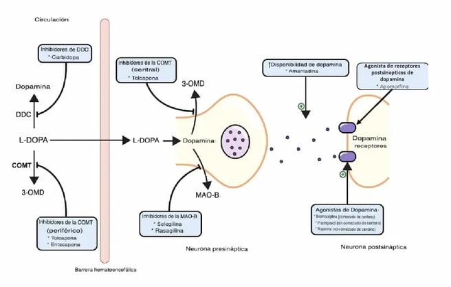 Mecanismo de acción de medicamentos antiparkinsonianos
