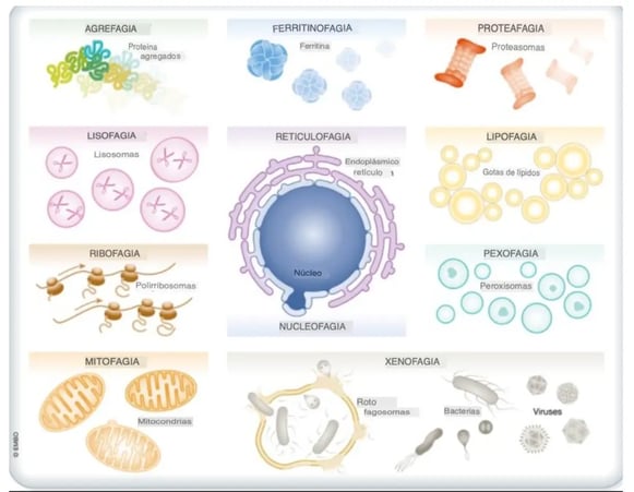 Tipos de autofagia (1)