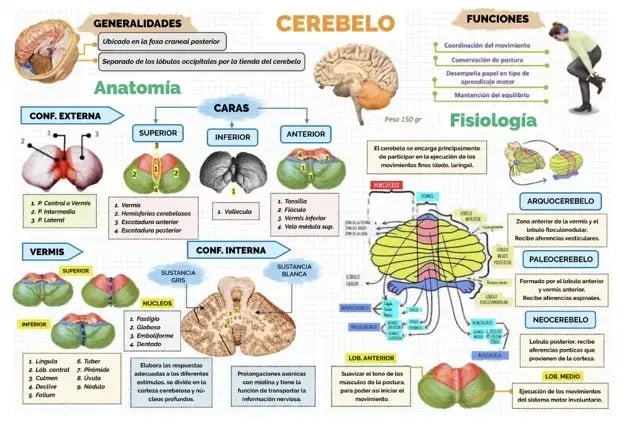 fisiología del cerebelo