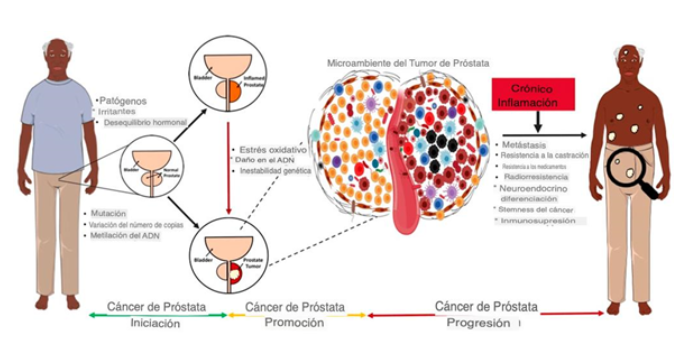 inflamación crónica