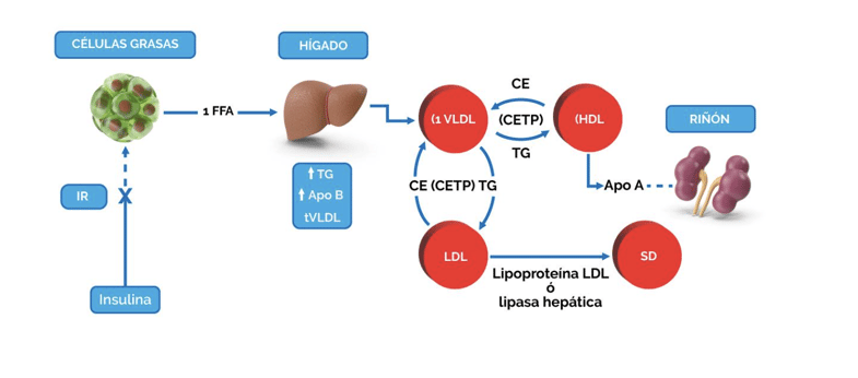 metabolismo de lípidos y lipoproteínas